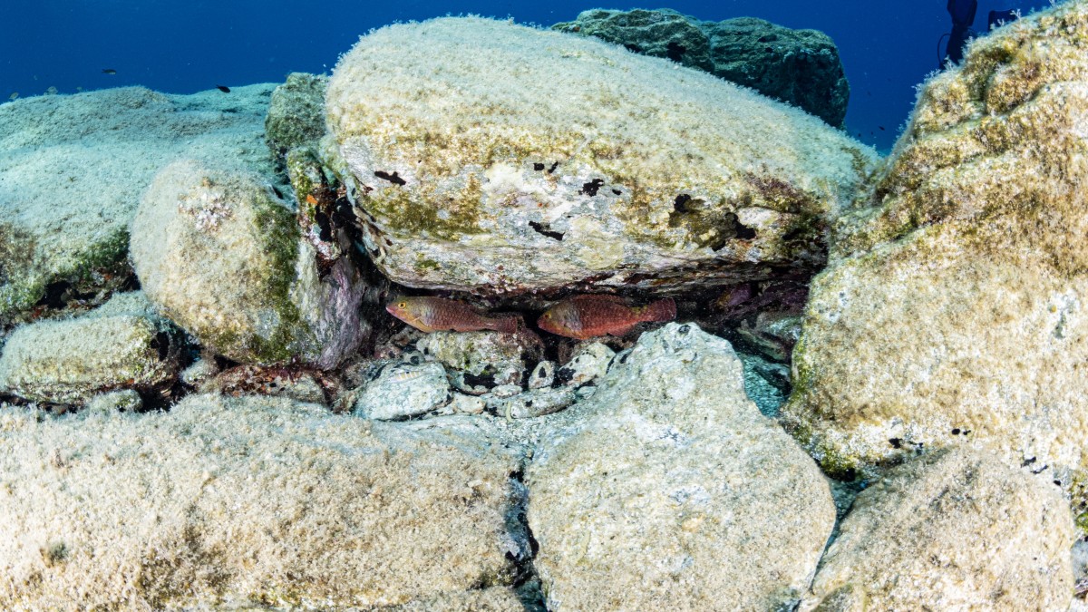 Ανακαλύψτε το επίσημο brochure του DEEP CONNECTIONS